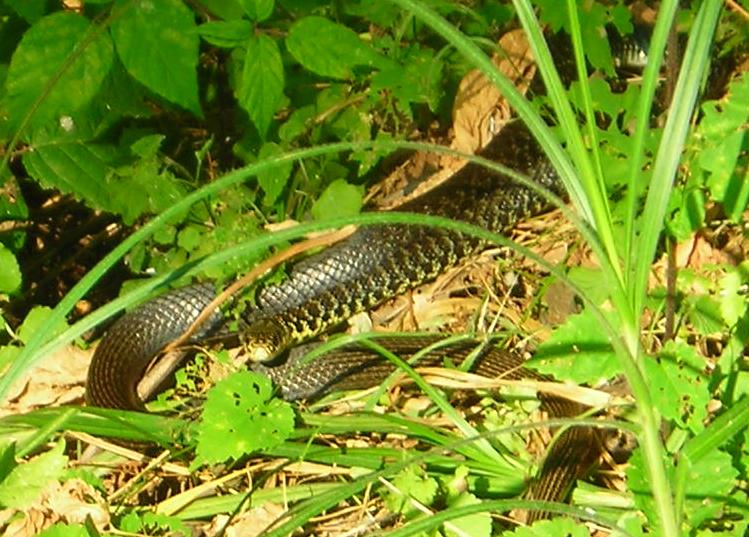 Hierophis viridiflavus?